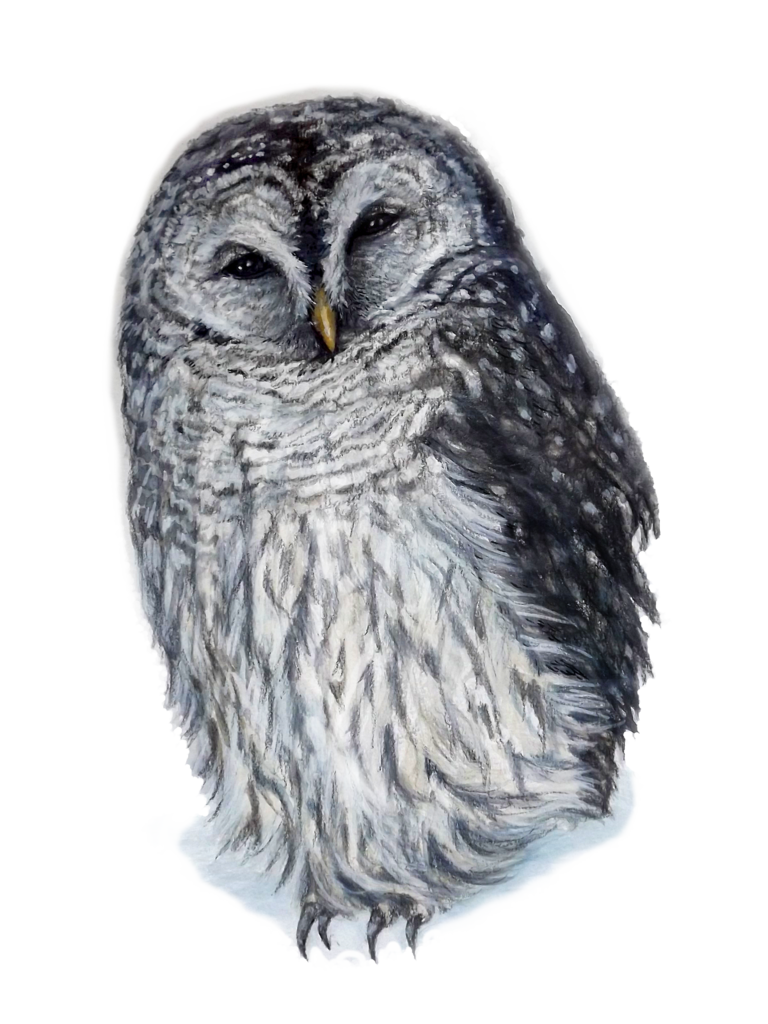 Laughing owl by kara. Clipart barn watercolor