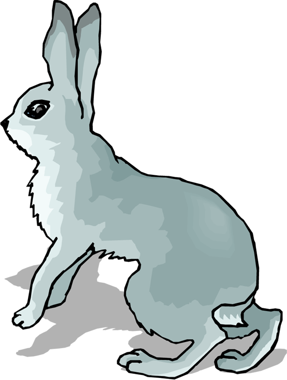 clipart rabbit wild rabbit