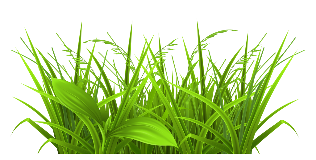 Download Grass clipart vector, Grass vector Transparent FREE for ...