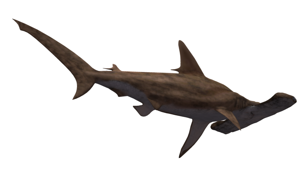 clipart baseball shark