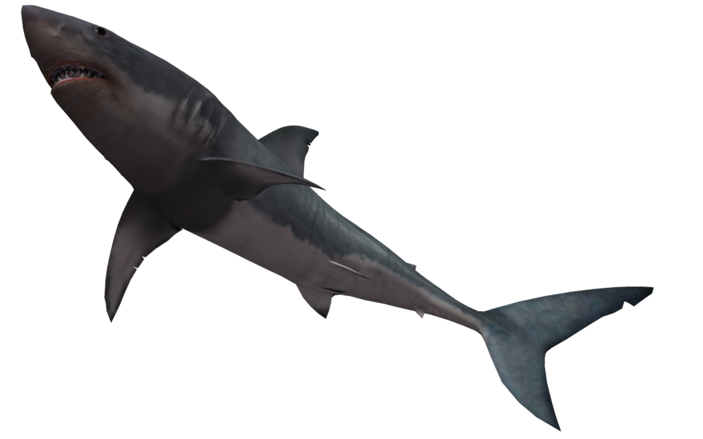 clipart shark template