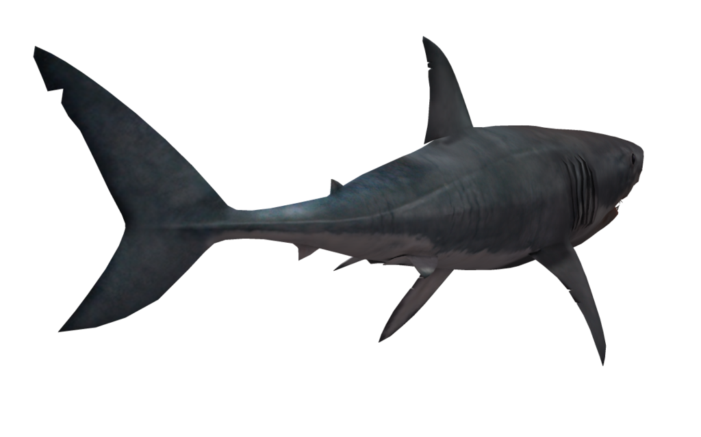 clipart shark tail