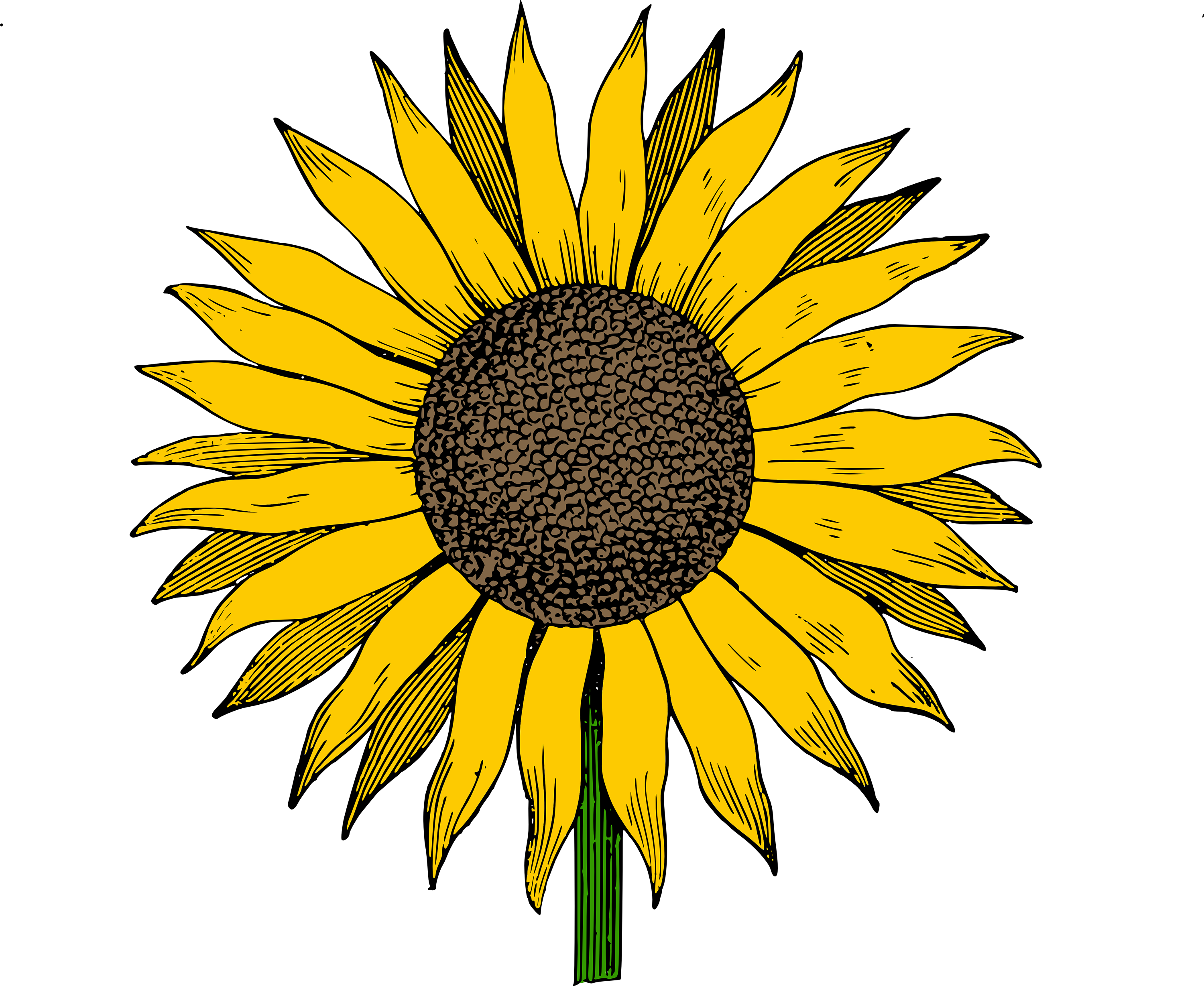 Jpeg clipart collection free. Sunflower vector png