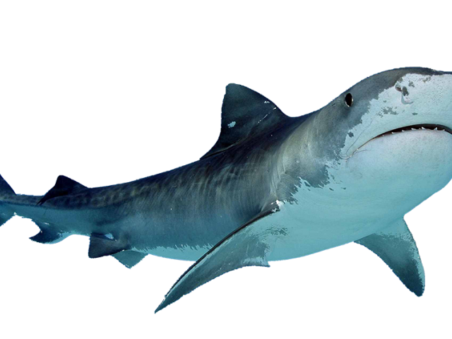 clipart basketball shark