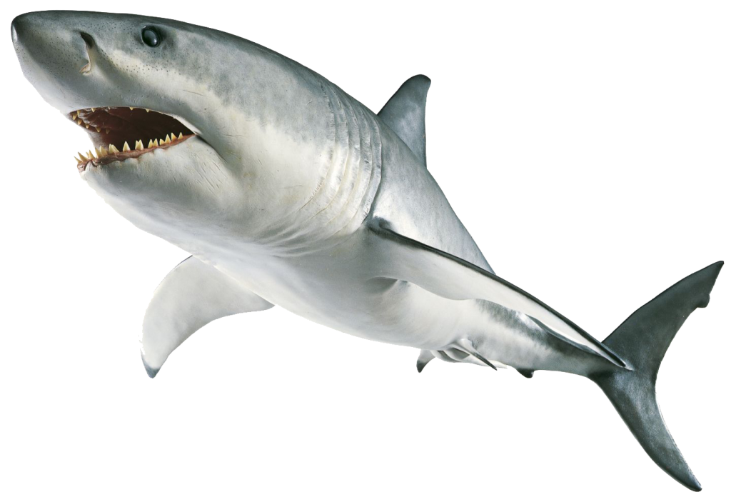 mother clipart shark