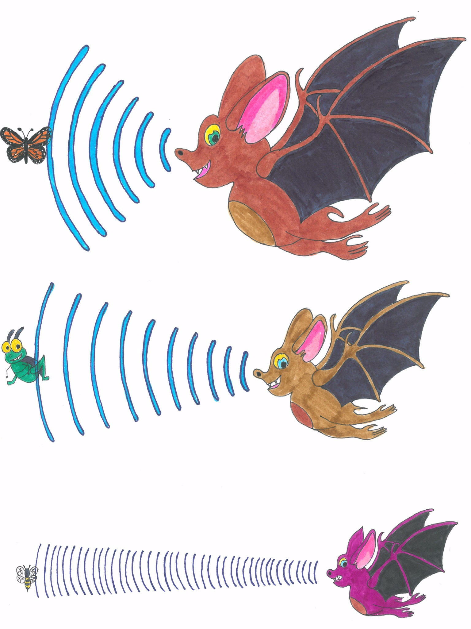 Clipart bat bat echolocation, Clipart bat bat echolocation Transparent