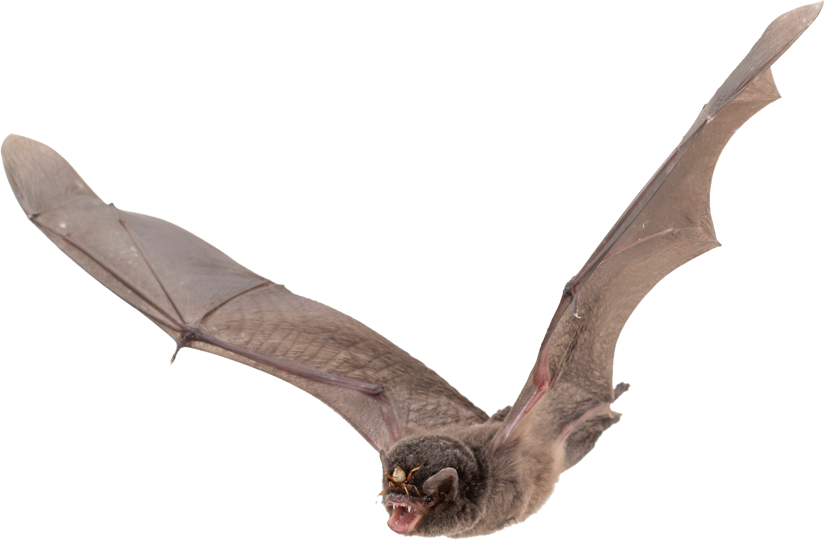 clipart bat bird