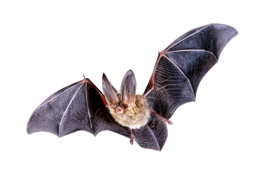 Bat brown bat