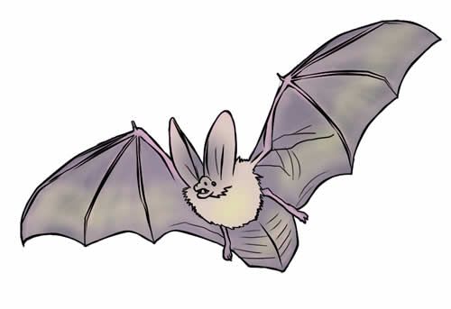 clipart bat childrens