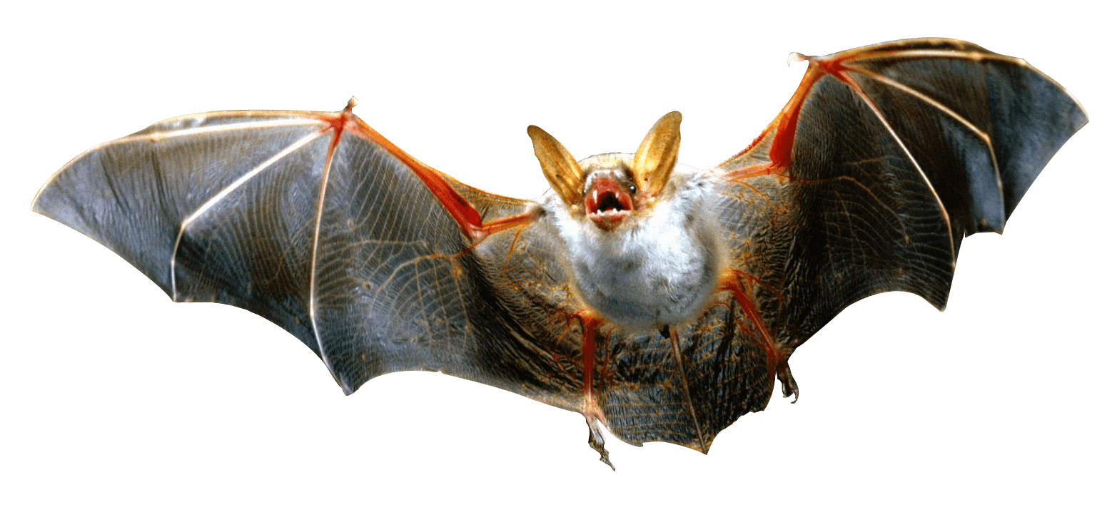 clipart bat flying fox