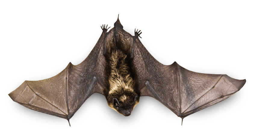 clipart bat friendly