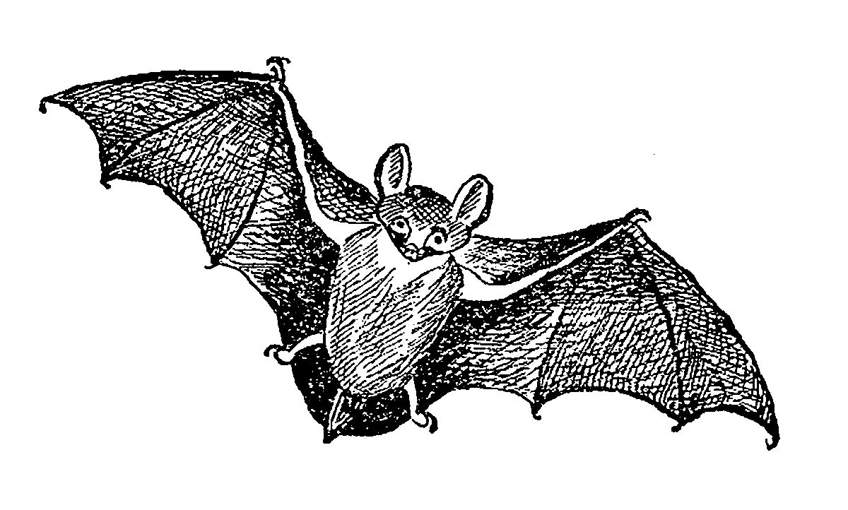 clipart bat line art