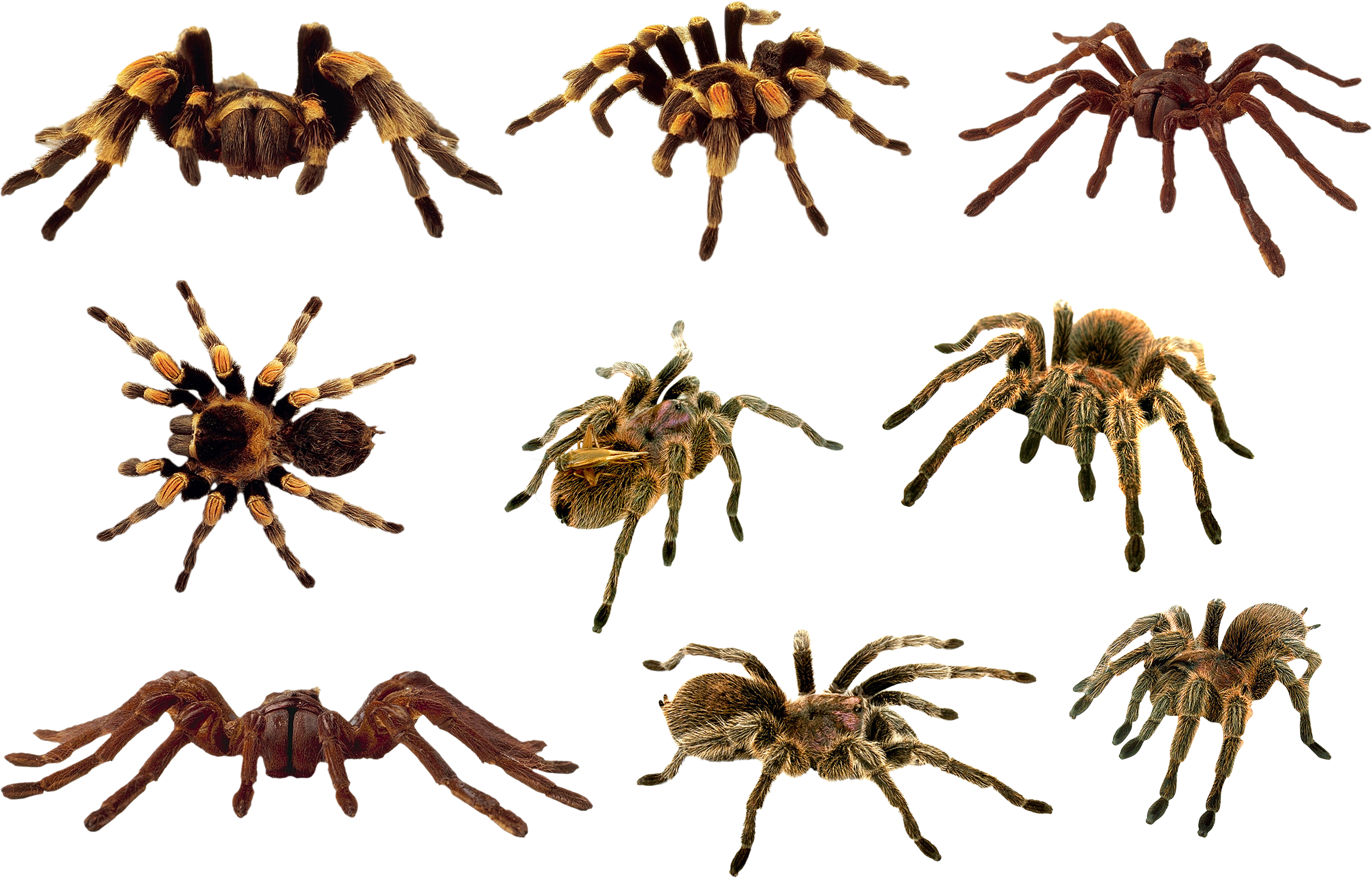 Spider clipart invertebrate animal. For kid png pencil