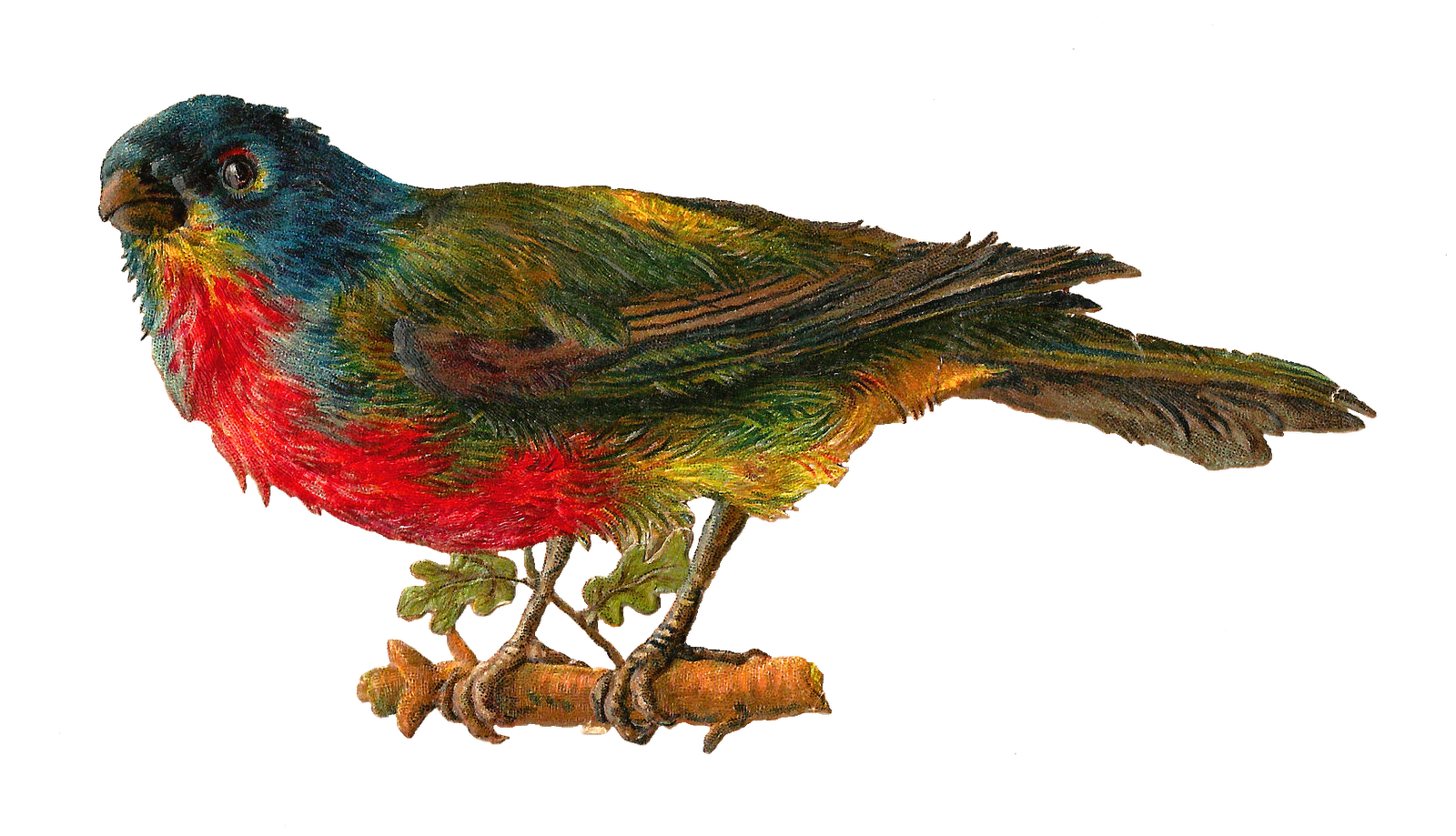 clipart rainbow bird