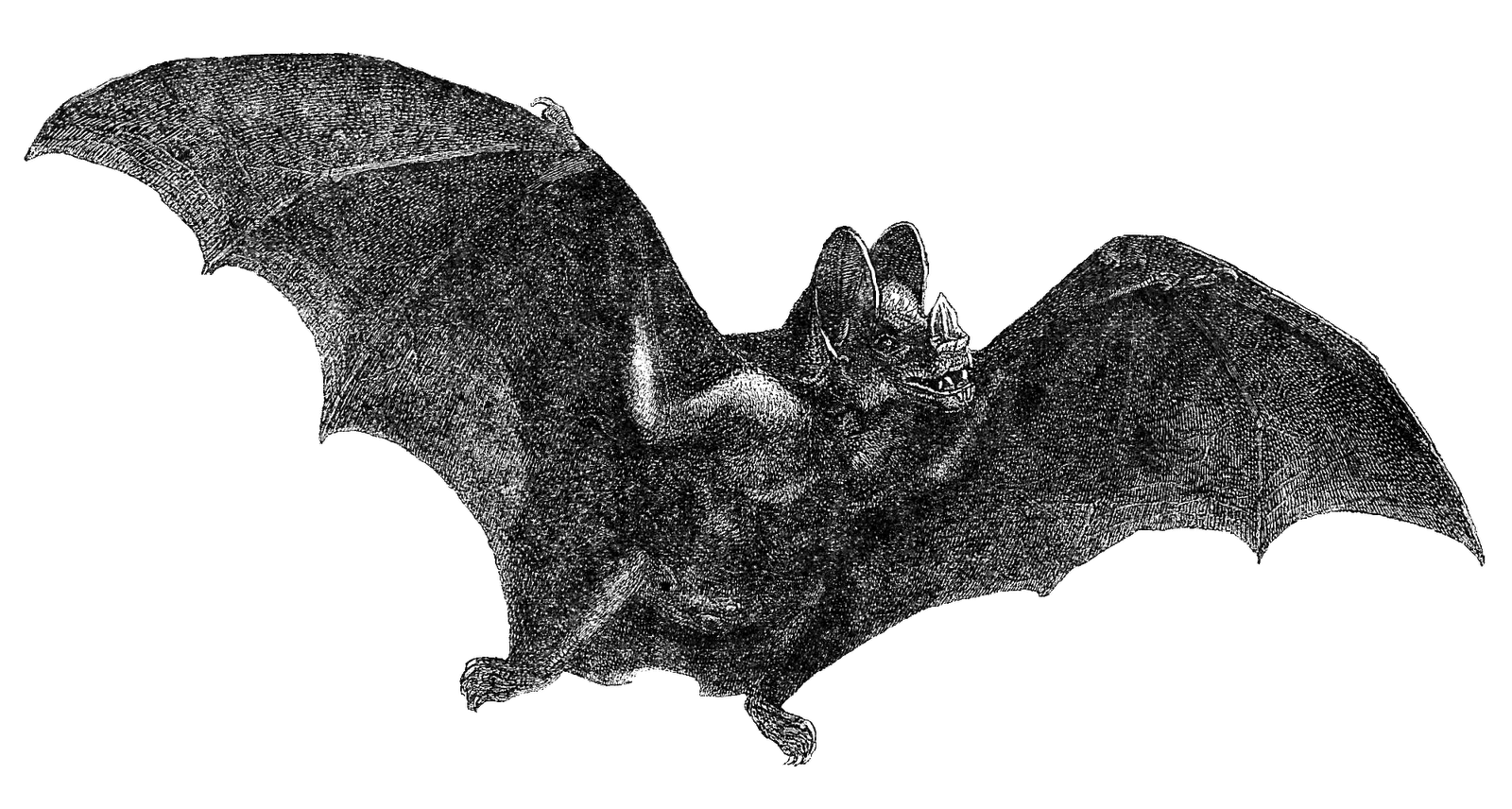 clipart bat vampire bat