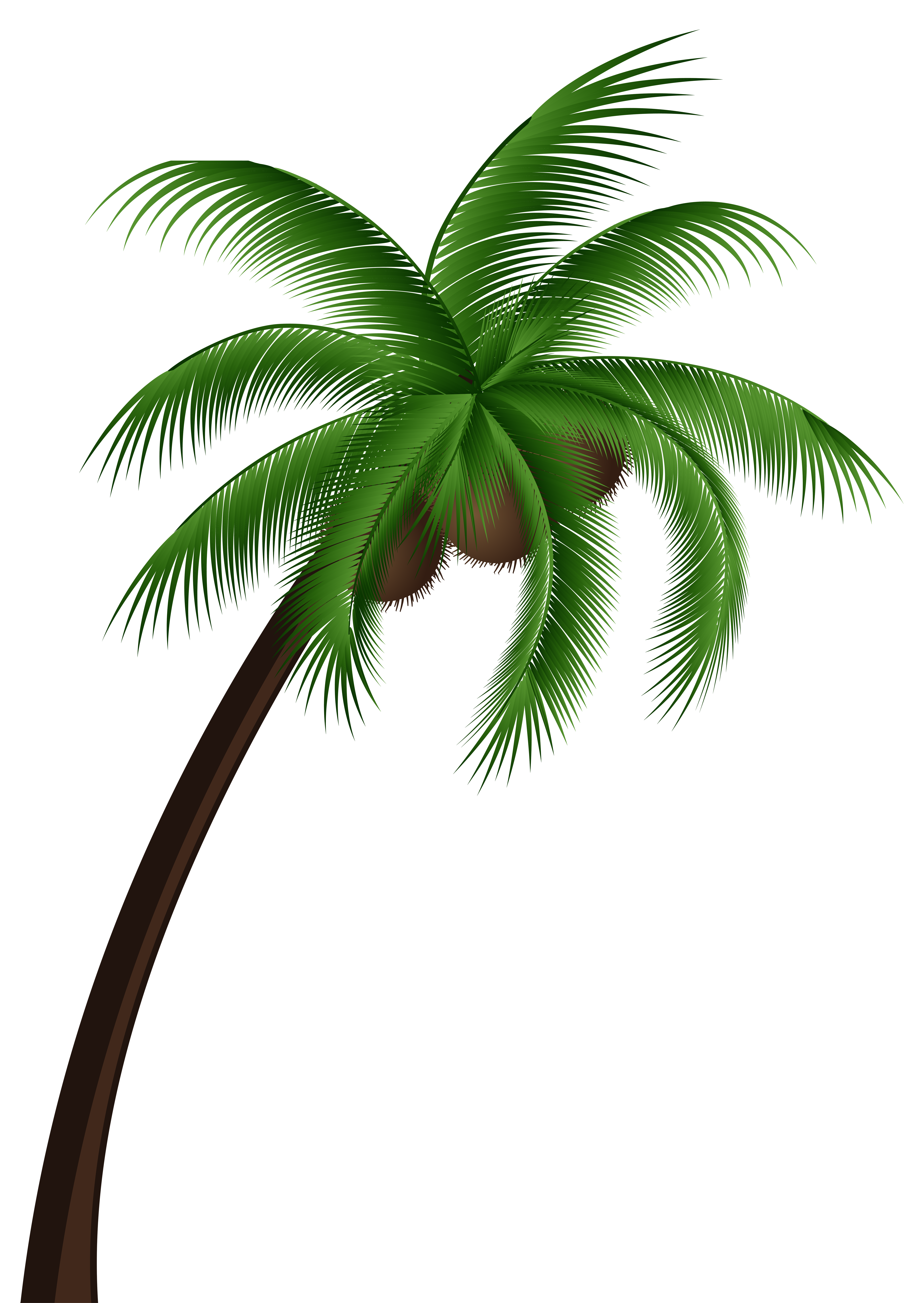 Palm clipart bunch.  collection of coconut
