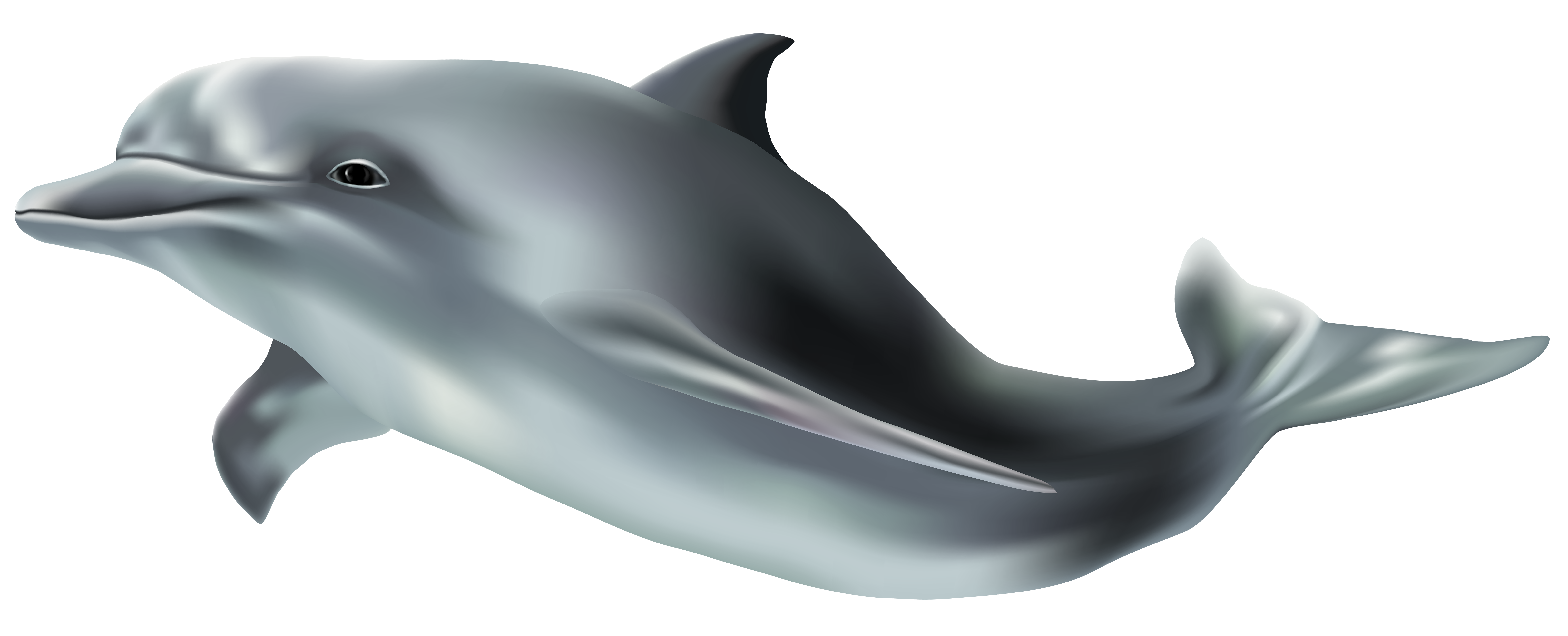 Dolphin png clip art. Dolphins clipart basic