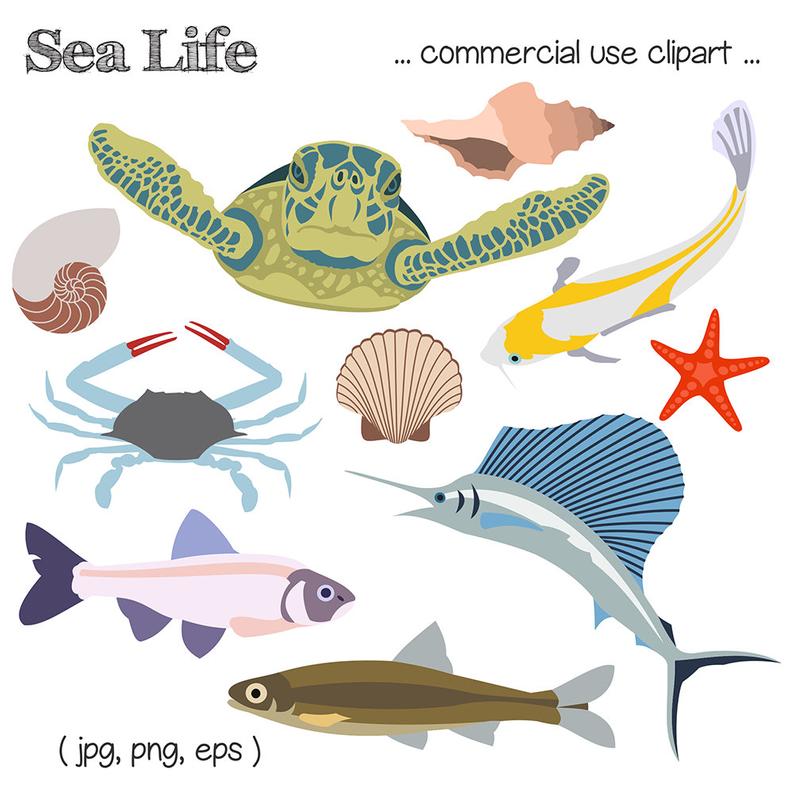Clipart turtle sea life. Beach fish seashell ocean