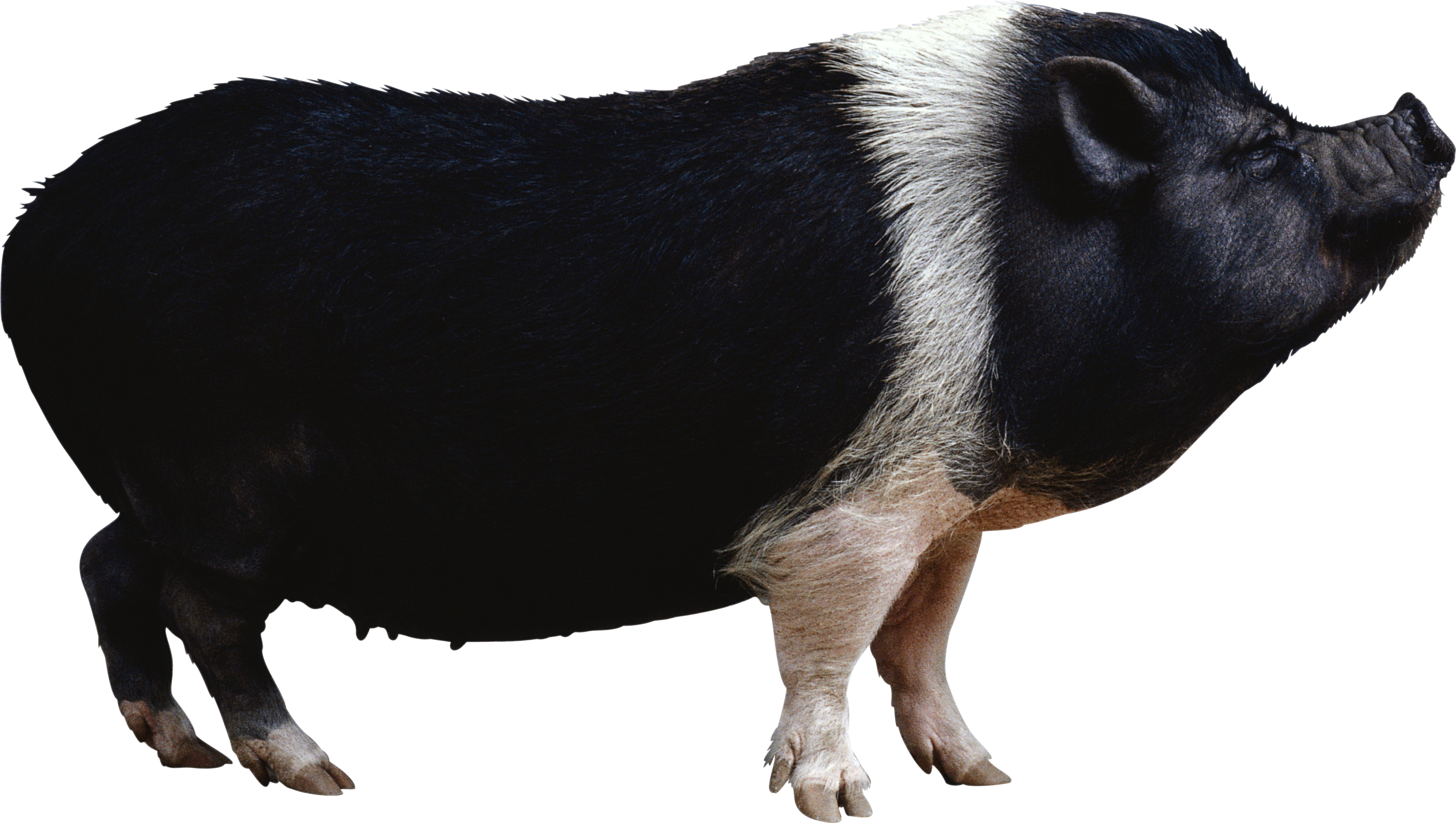 pig clipart swine
