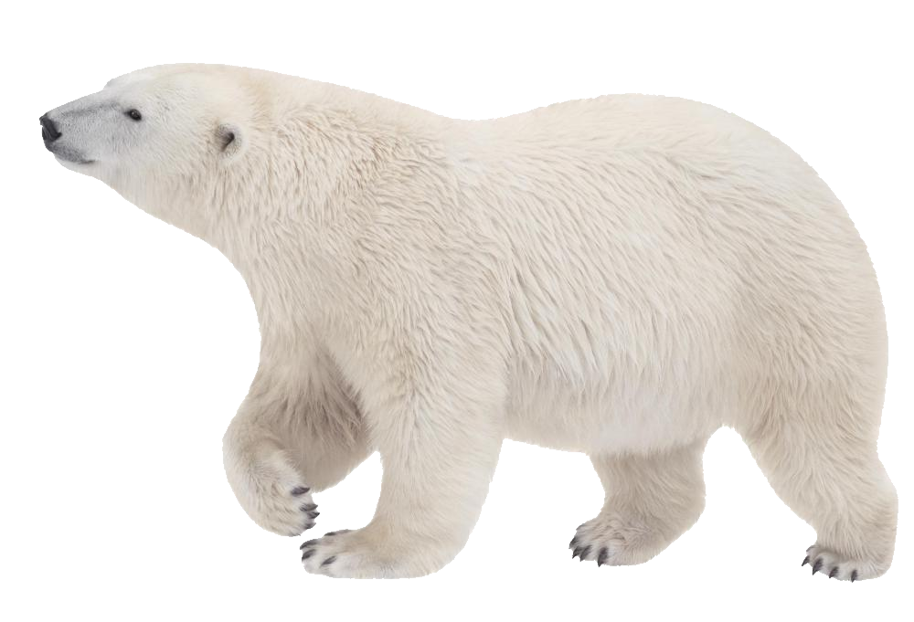 Cold clipart polar bear. White png 