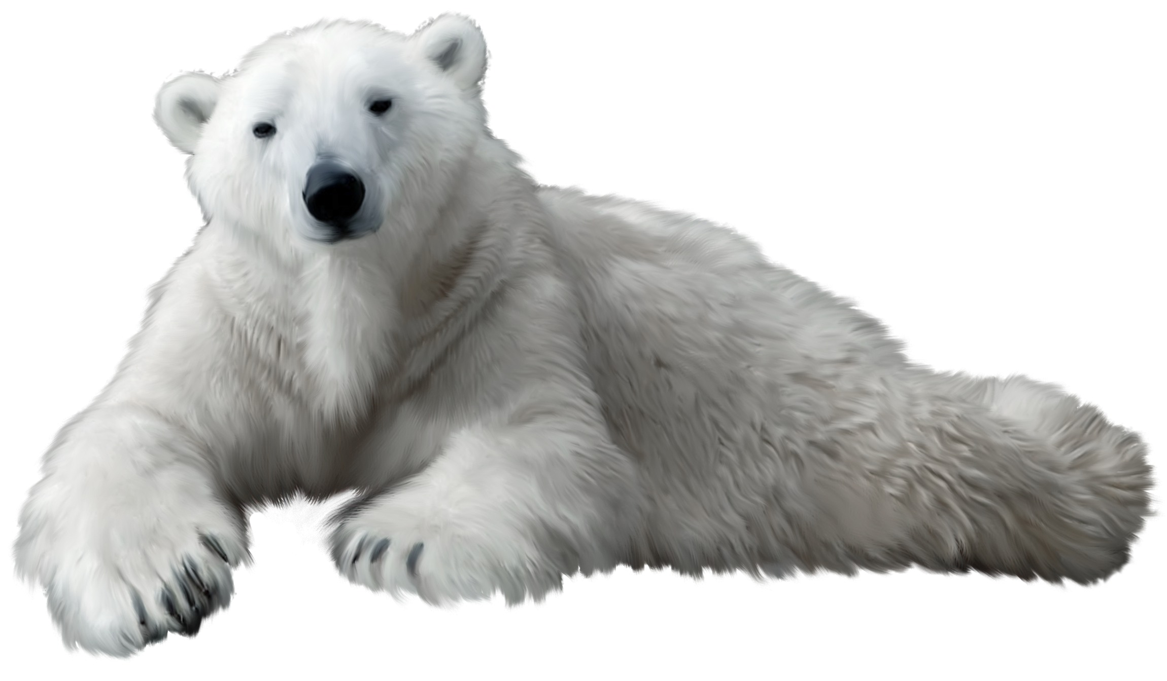 clipart bear polar bear