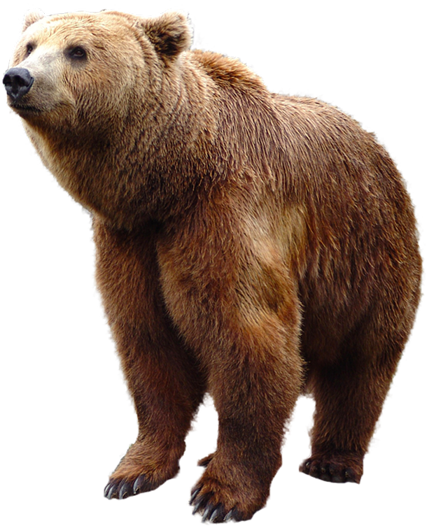Head clipart grizzly. Bear standing png image