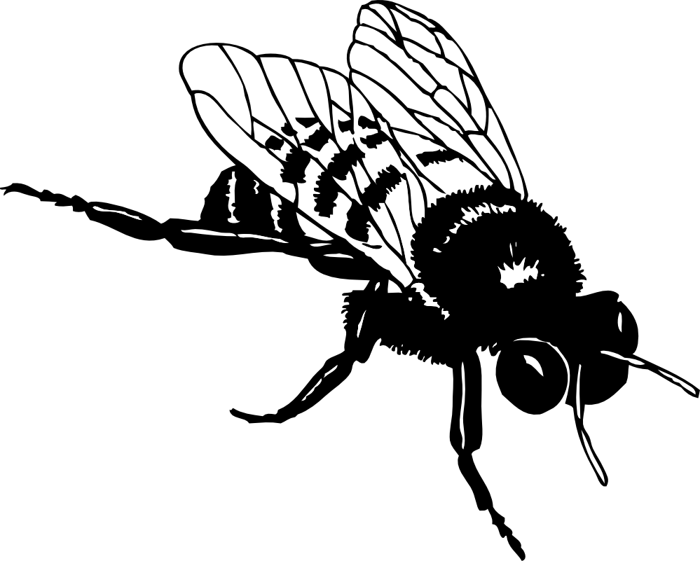 clipart bee black and white