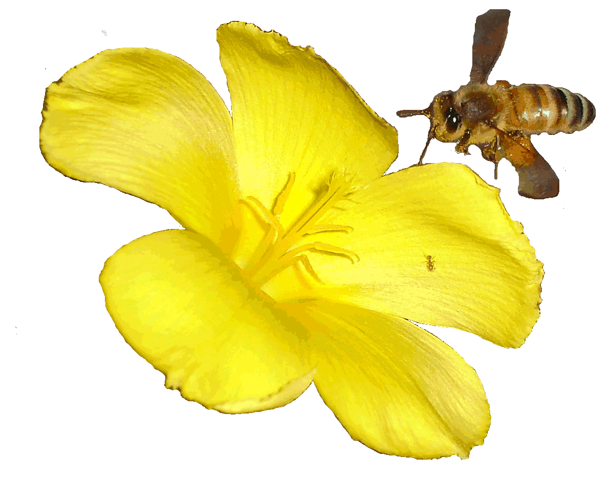 moving clipart bee