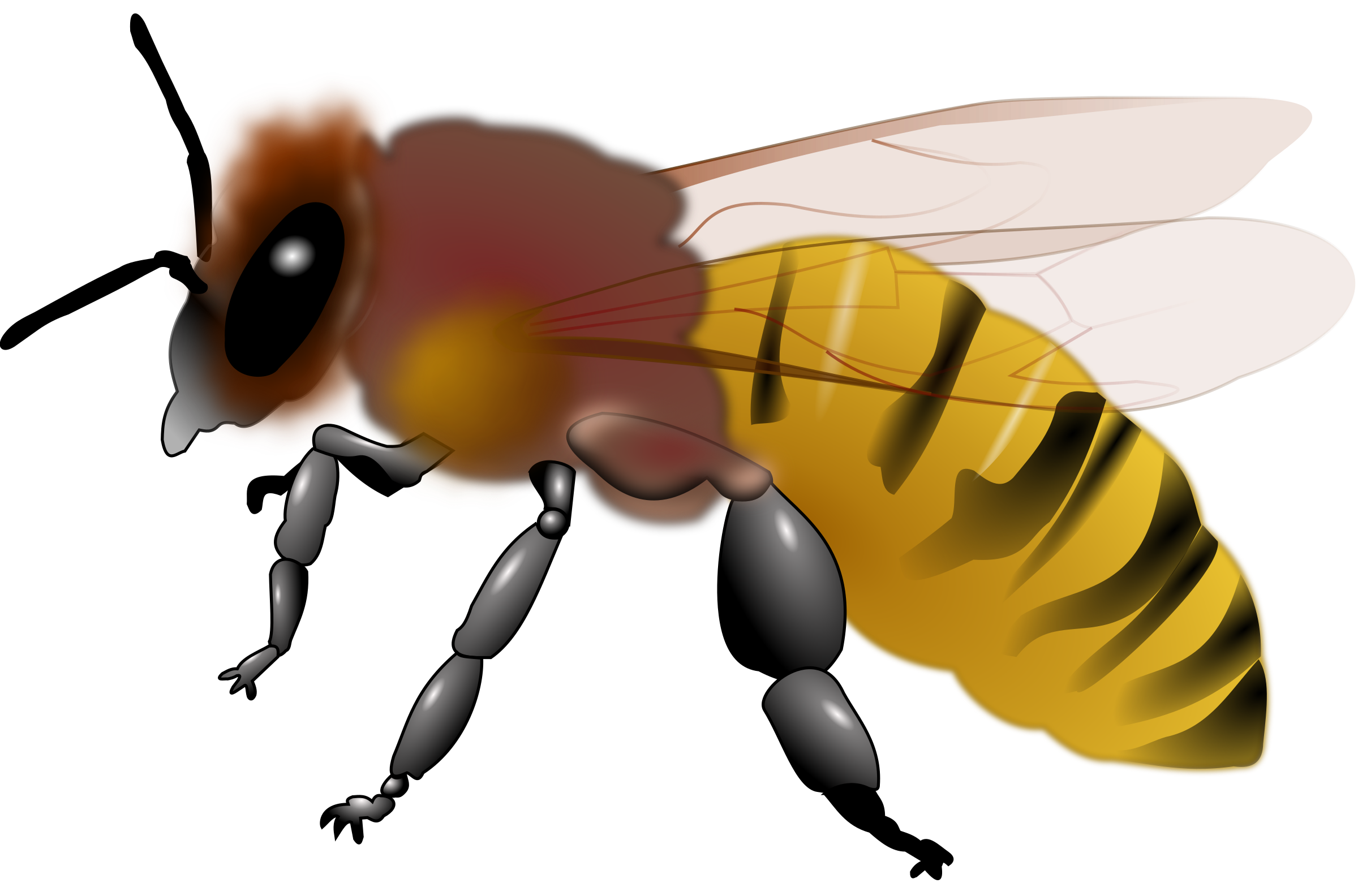 Honeybee big image png. Clipart bee honey bee