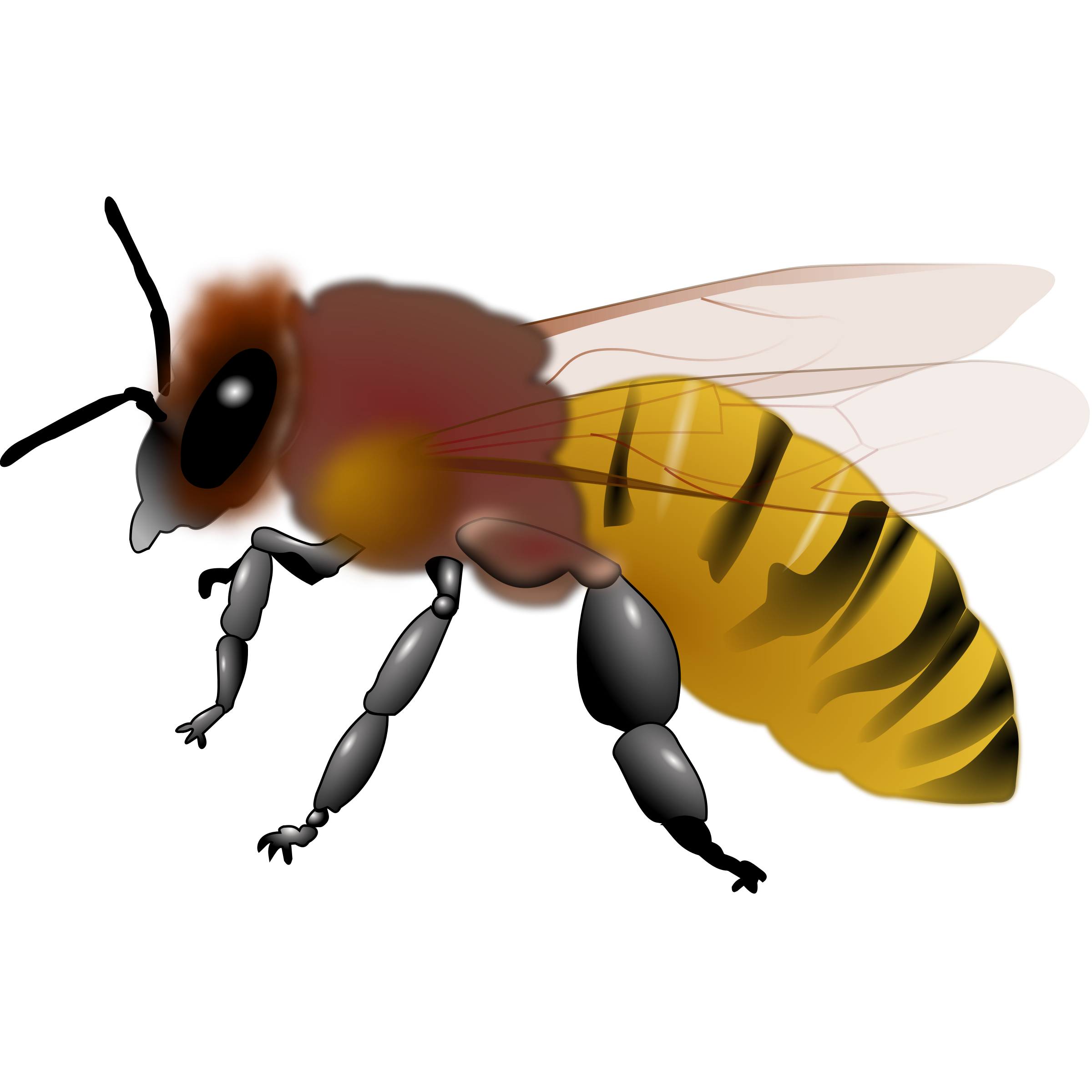 Clipart bee hornet. Honeybee d pinterest clip