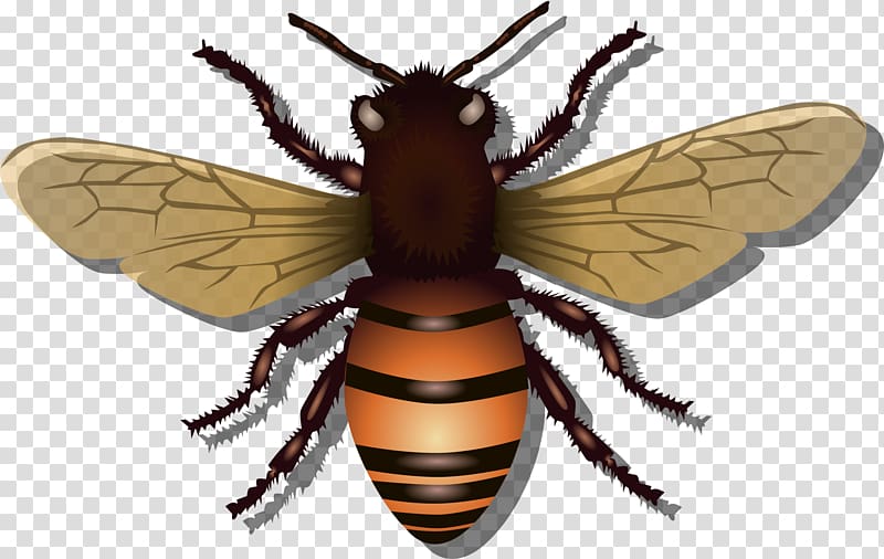 Clipart bee insect. Western honey transparent background