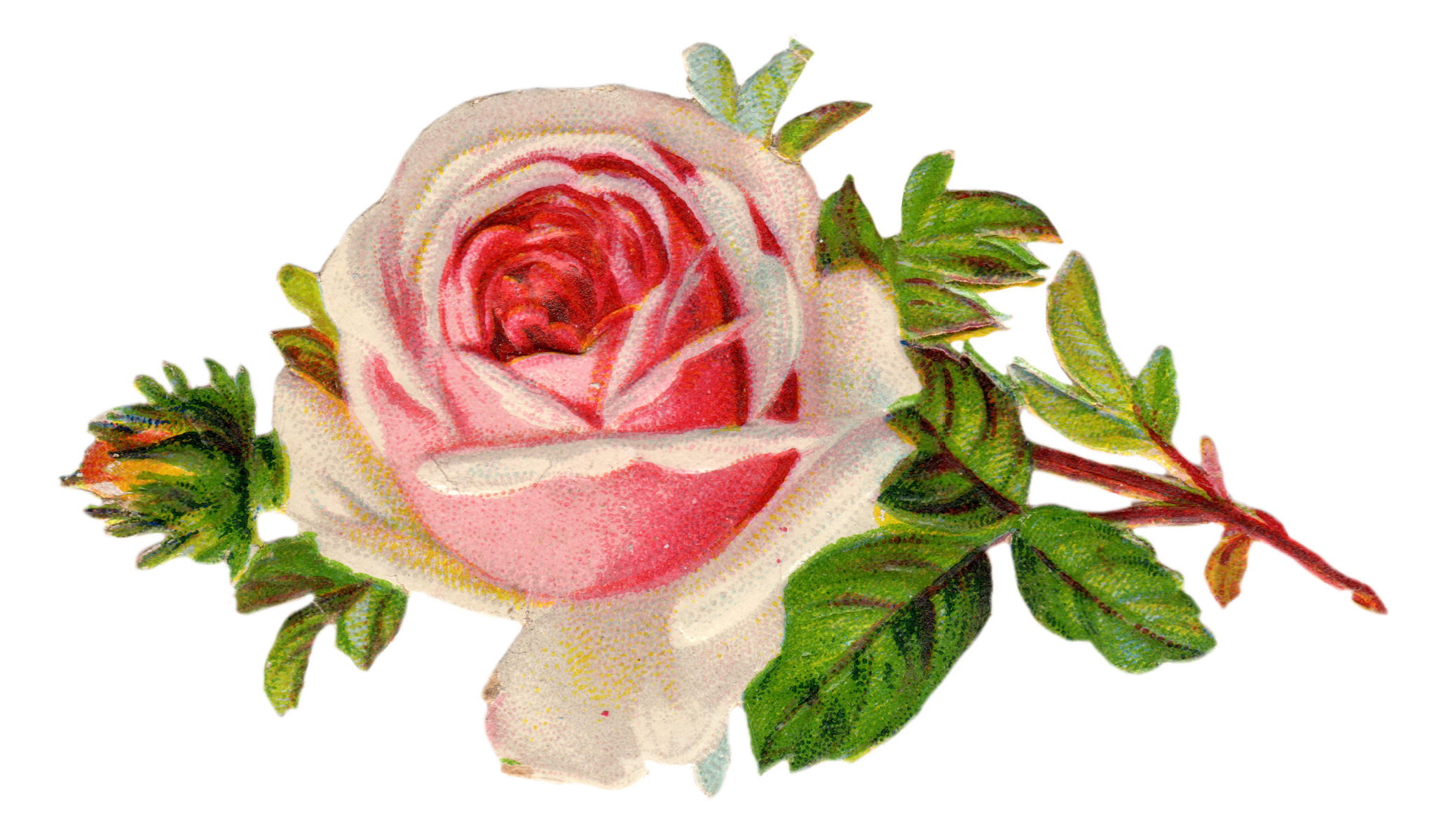 Clipart roses tea. Free vintage rose clip