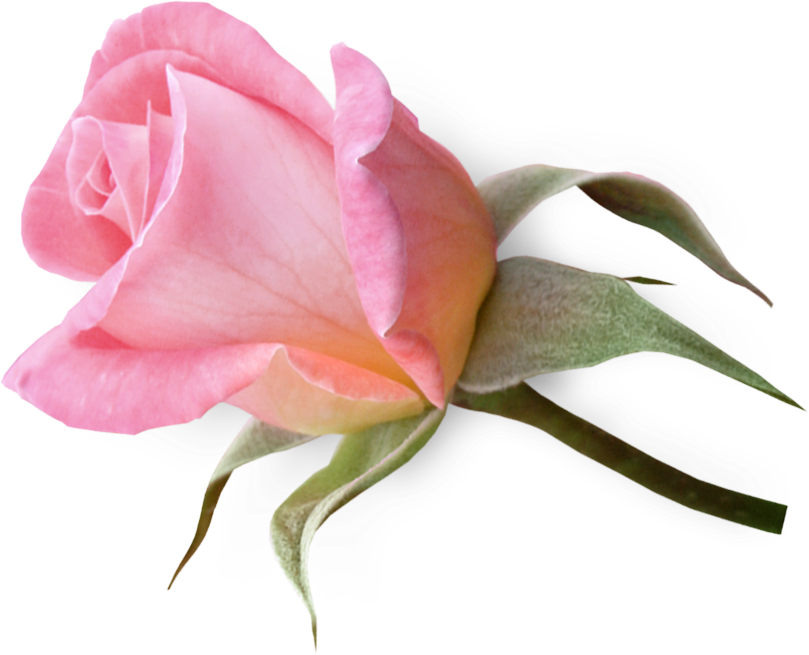 Pink funeral pencil and. Clipart rose cross