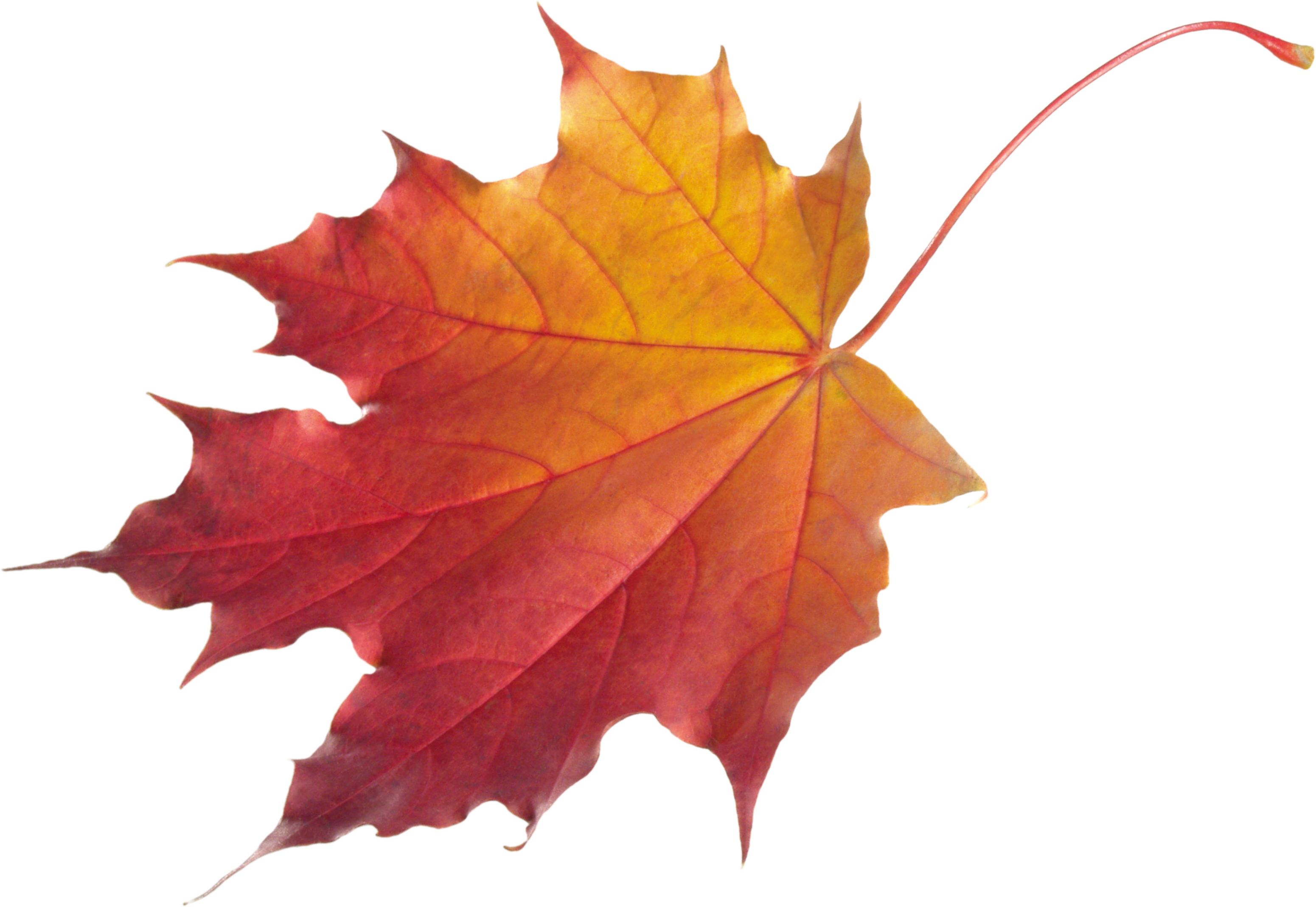 Fun . Clipart leaves red fall leaf