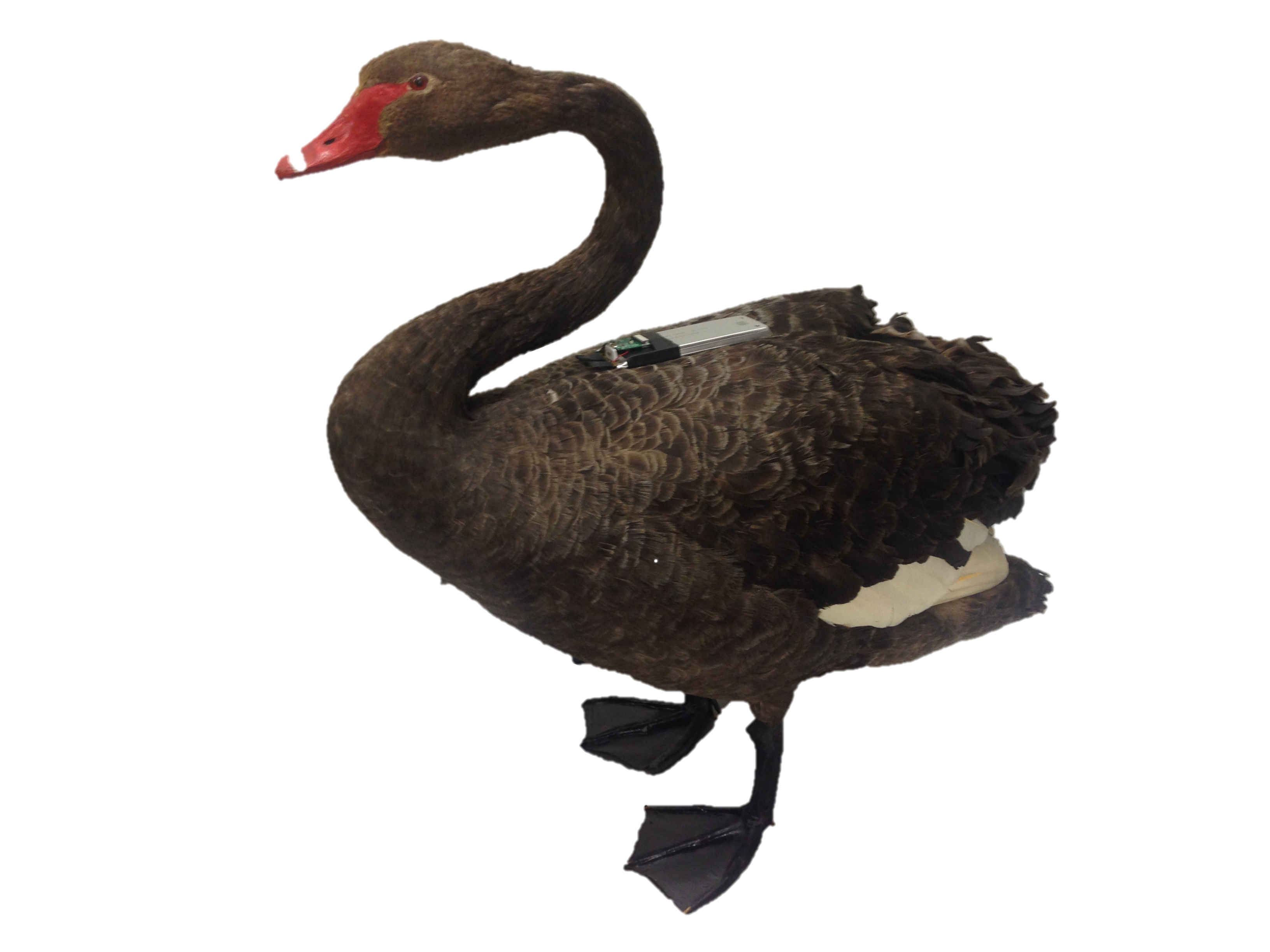 clipart bird black swan