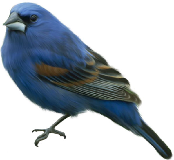 clipart birds blue