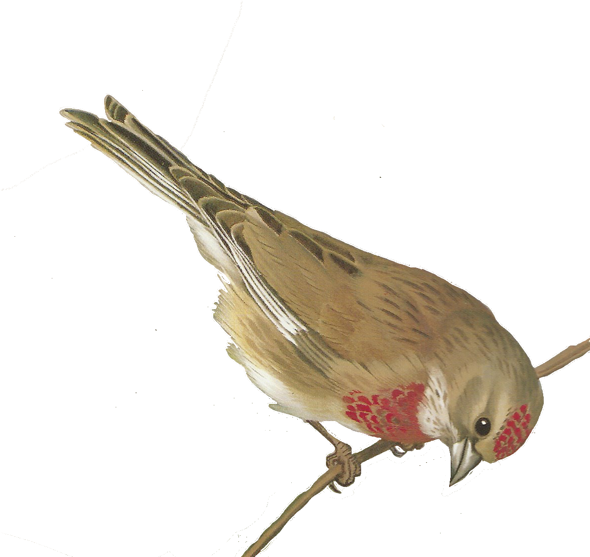 Freedom clipart bird animal. Free images of birds