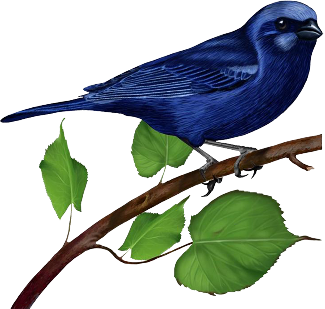 Clipart bird branch. Blue on gallery yopriceville