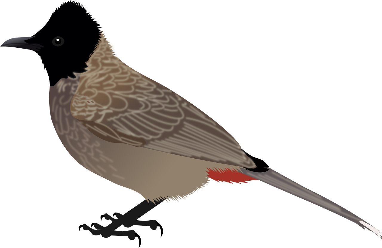 quail clipart koyal
