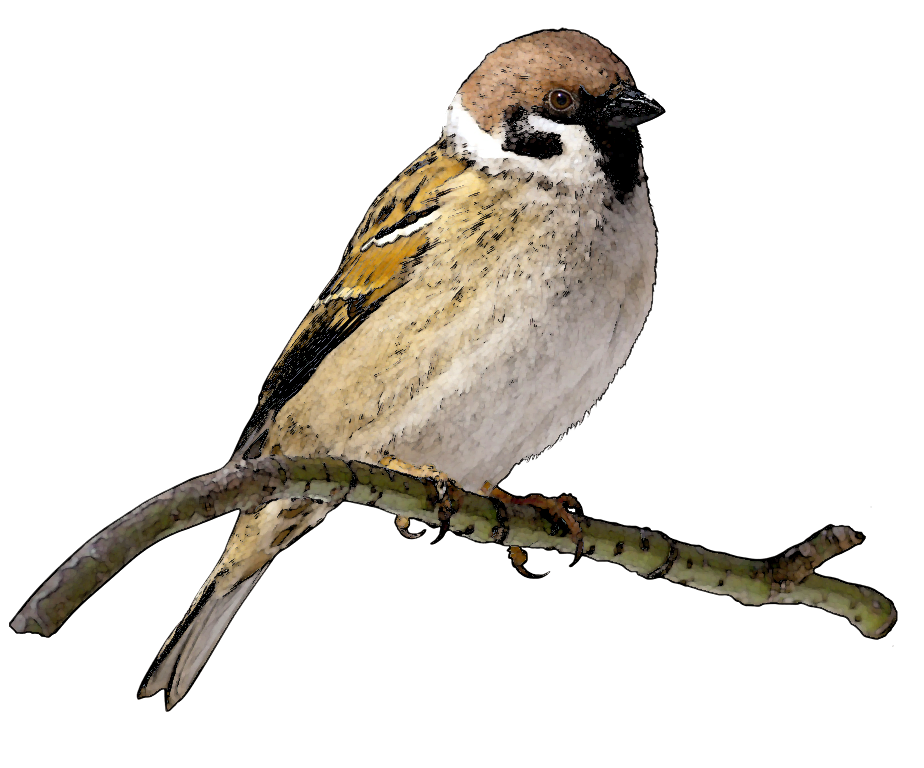 clipart birds goldfinch