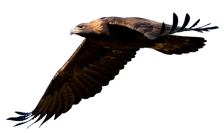 Masked birds saiazul tanager. Eagle clipart frame