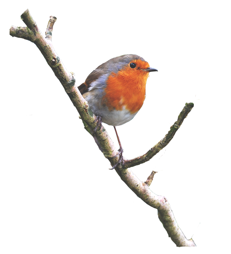 hummingbird clipart spring robin