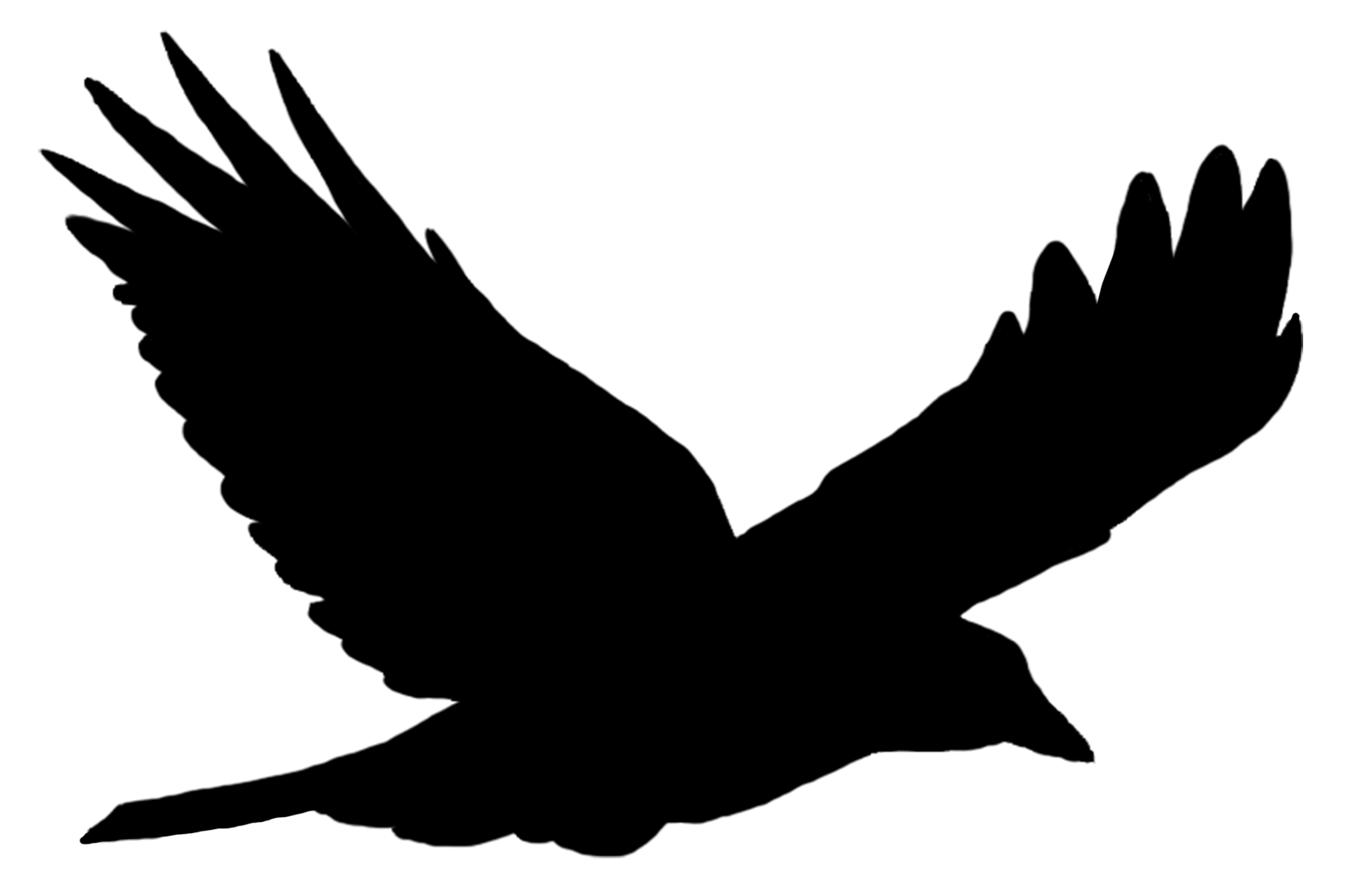 Toucan bird open wing