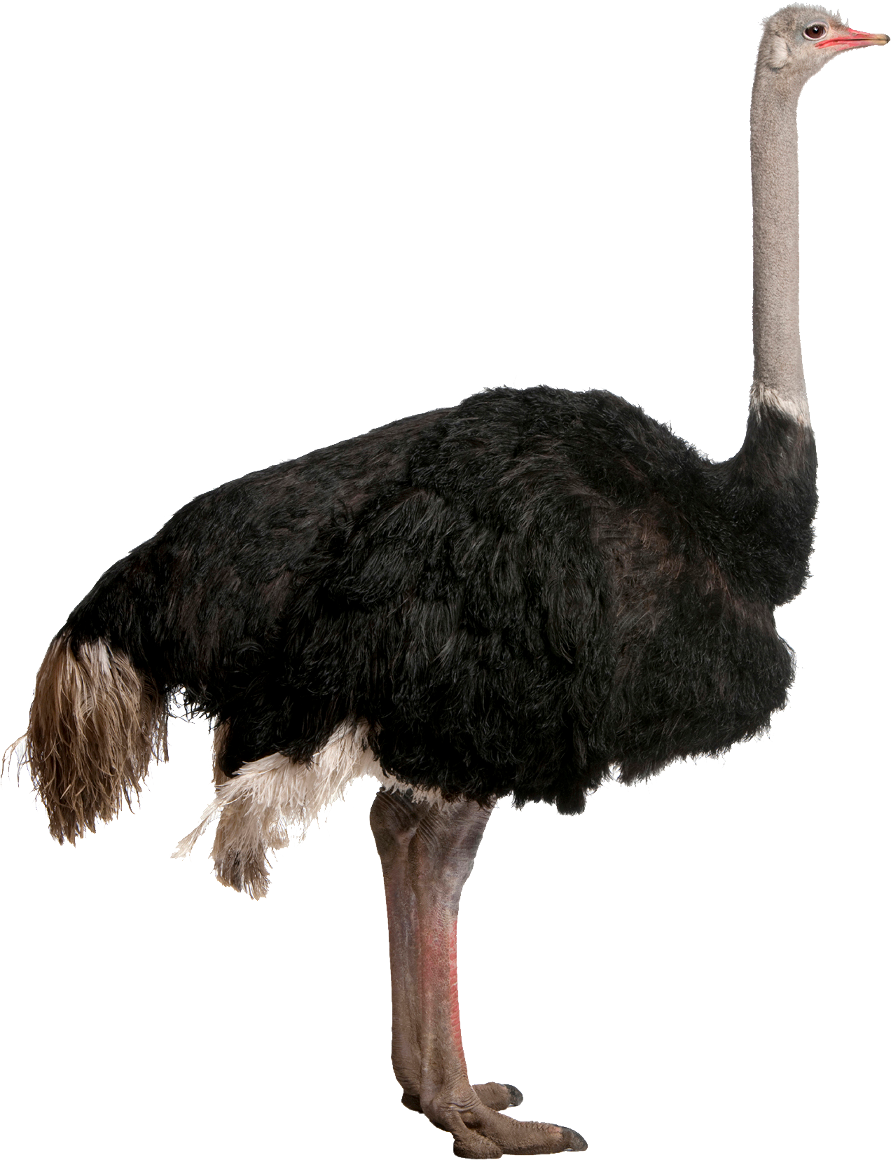 Clipart bird cassowary. Ostrich png 