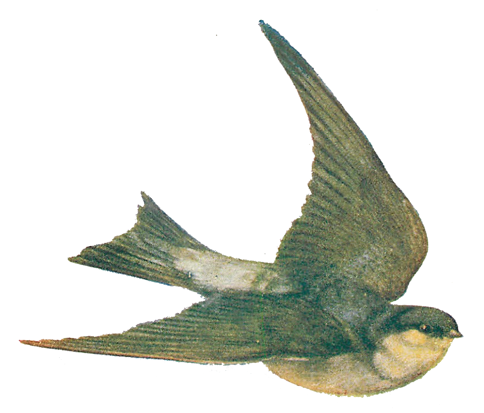 Clipart bird cassowary. Weinlese vogel abbildung diy