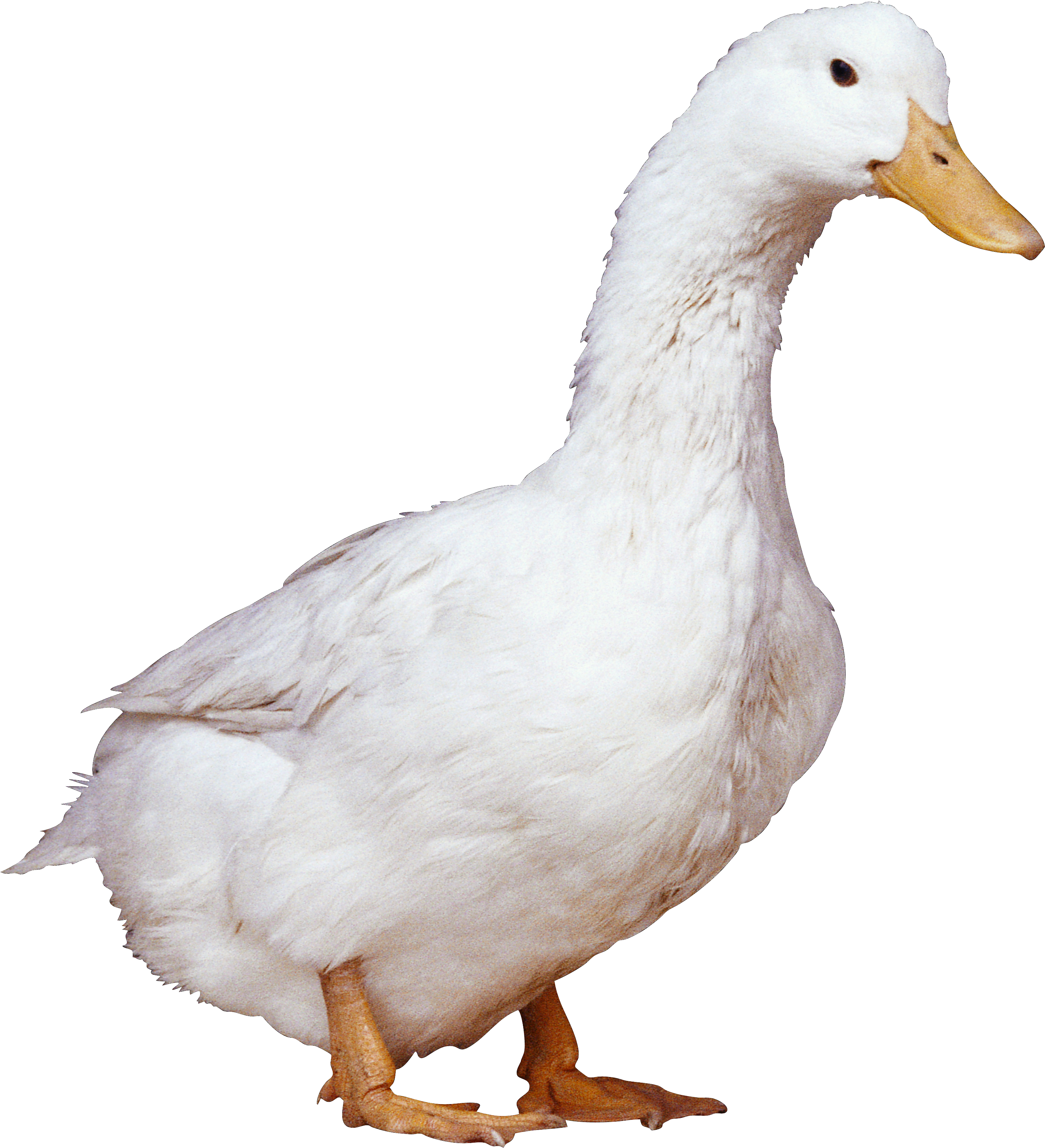 In png web icons. Ducks clipart peking duck