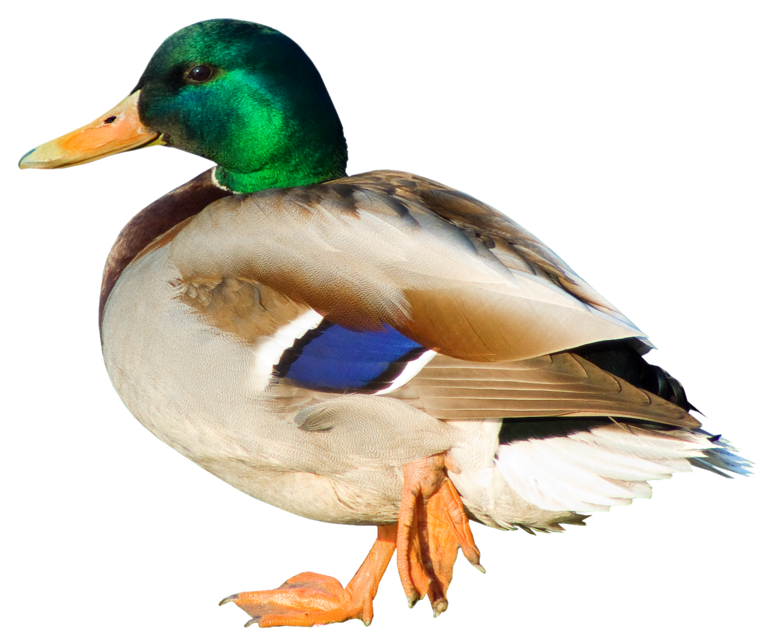 Png picture gallery yopriceville. Goose clipart brown duck