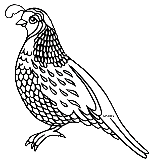 clipart bird falcons