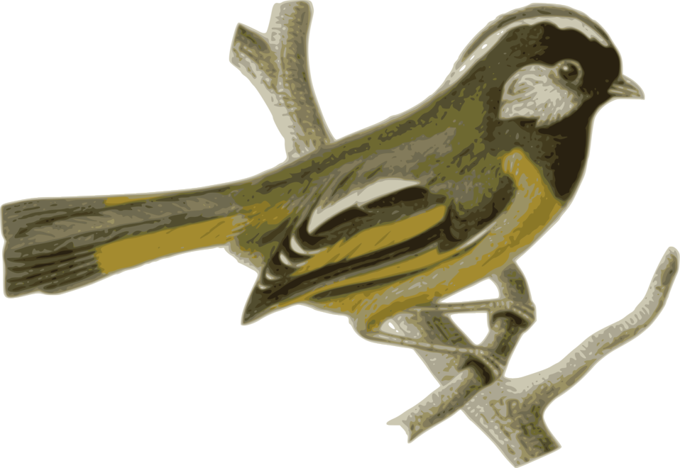 clipart bird goldfinch