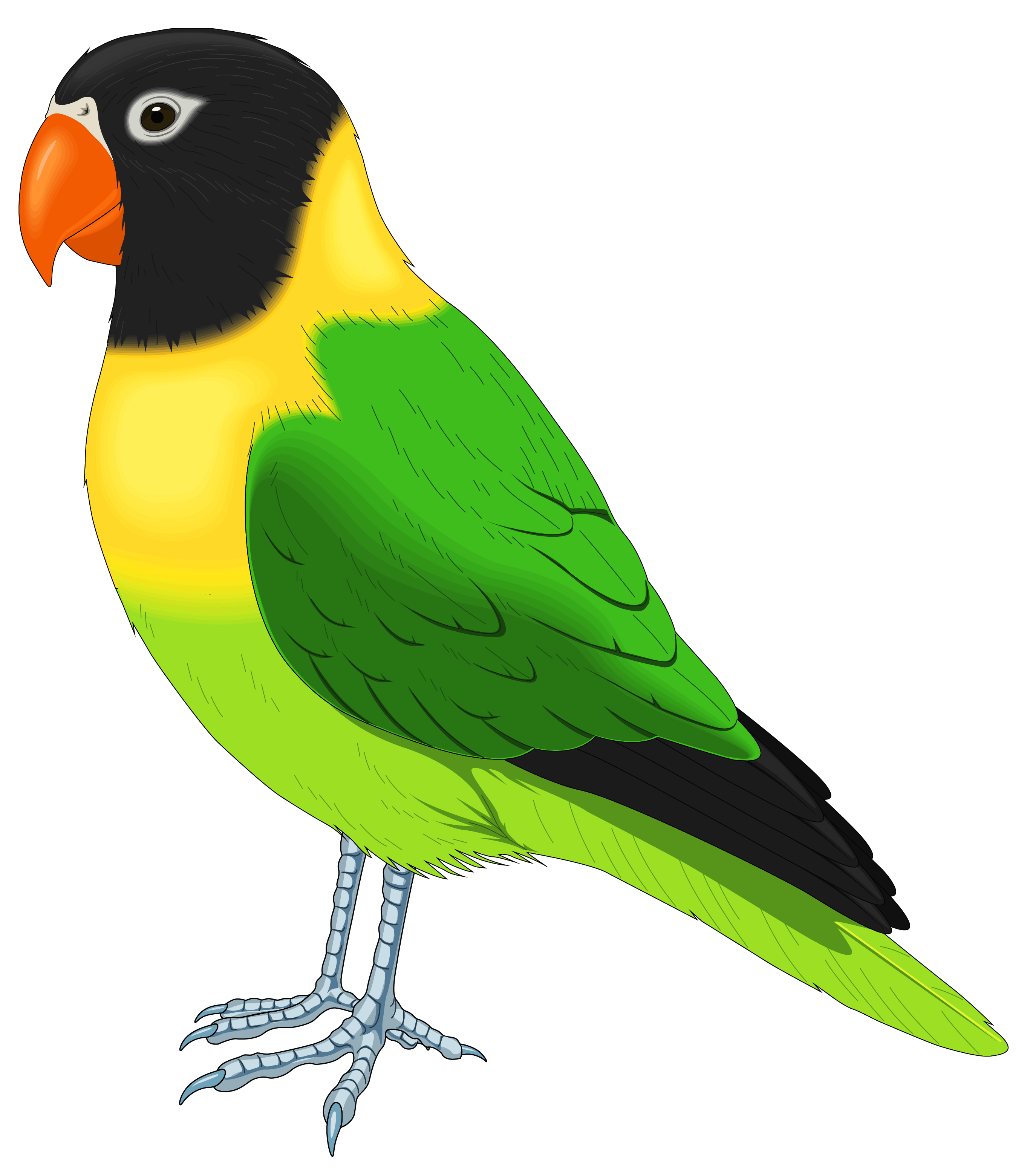 pet clipart yellow parrot